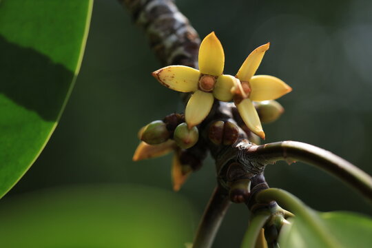 Close up of yellow flowers and buds of Tall-stilt mangrove (Rhizophora apiculata) in a tropical mangrove forest.
