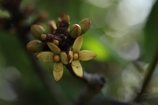 Close up of yellow flowers and buds of Tall-stilt mangrove (Rhizophora apiculata) in a tropical mangrove forest.