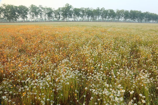 A vast meadow of Eriocaulon henryanum (Manee Dheva) and Xyris indica wild flowers blooming together in the rural countryside of  Roi Et province.
THAILAND