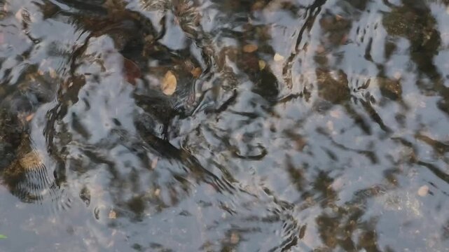 Crystal clear river current flowing rapidly over a shallow rocky riverbed