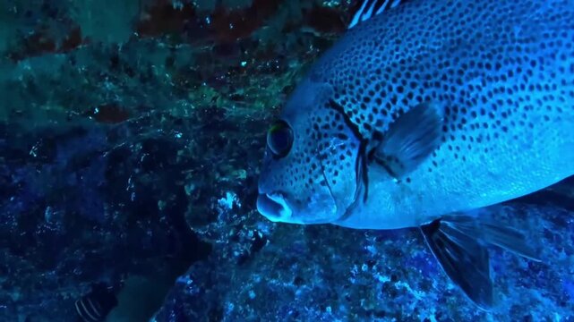 Large spotted sweetlips fish swimming in underwater cave on coral reef