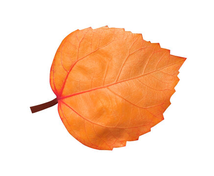 Single yellow autumn leaf isolated on transparent background