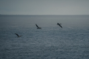 Fototapeta premium seagulls in flight