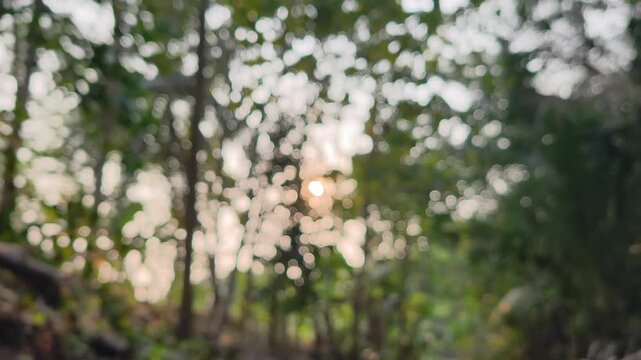 Defocused blur of green forest trees swaying gently in the wind and warm sunlight