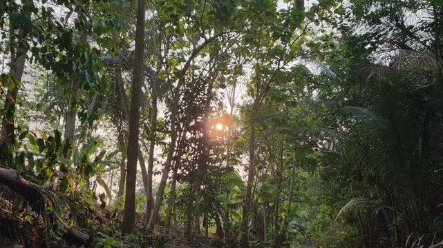 Beautiful green forest trees swaying gently in the wind under bright golden sunlight