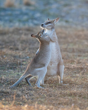 Young agile  Wallabies play fighting in far north Queensland, Australia.