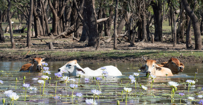 Braham cattle  feeding on water lilies in a lagoon in northerrn Australia.