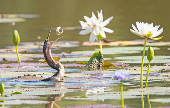 Darter bird catching fish in a remote lagoon in far north Queensland, Australia.