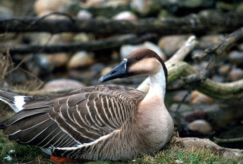Swan goose resting on the grass by a rocky edge © Çağan Şekercioğlu