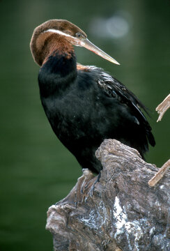 African darter (Anhinga rufa) waterbird resting perched on a textured wooden stump