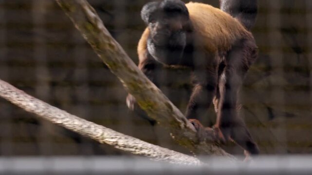Monkey