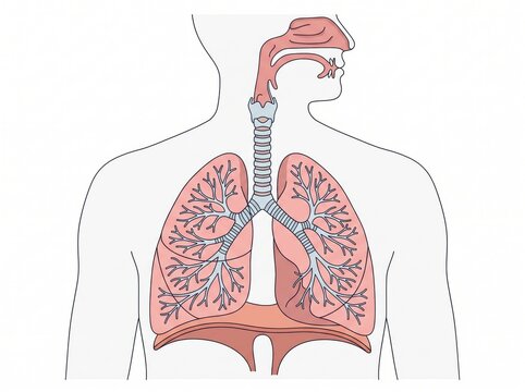 Human respiratory system anatomy showing lungs trachea and bronchi medical diagram with respiratory breathing medicine illustration physiology education structure diaphragm pulmonary internal