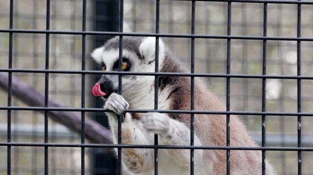 ring tailed lemur 