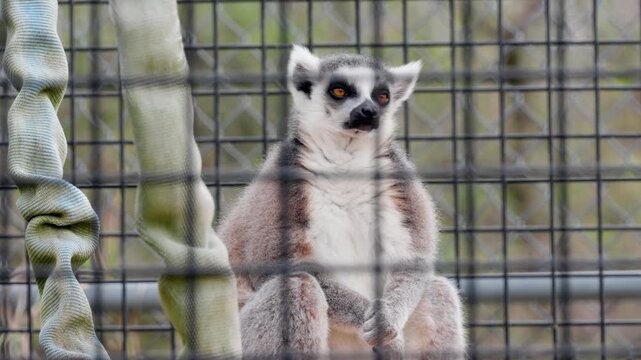 ring tailed lemur
