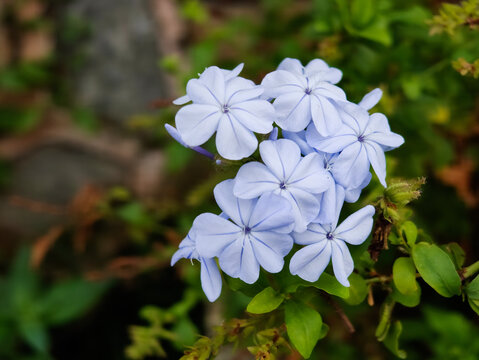 Close-Up Blue Plumbago (Ceraka Biru) Plumbago auriculata Pale Blue Flower Cluster Selective Focus