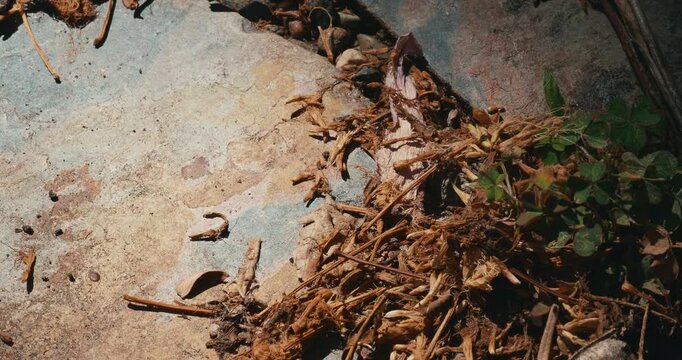 Black ants forage near dry plant debris on stone surface