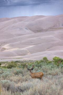 Deer Wand Storn Over the Dunes