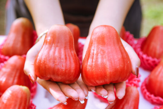 Fresh Rose Apples in Hands - Tropical Fruit Harvest from Hainan with Water Droplets