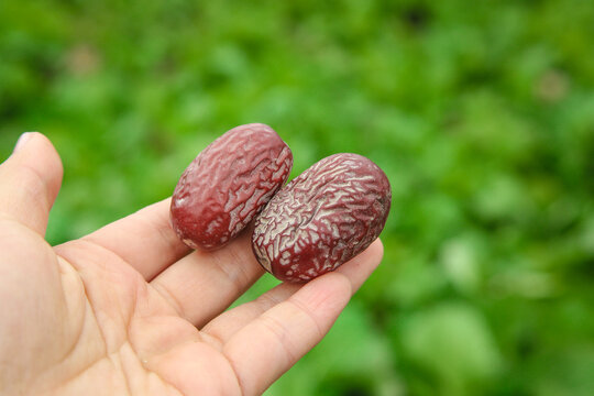 Dried Ruoqiang Jujube Dates from Xinjiang China in Hand Against Green Background