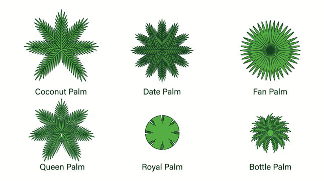 Top view set of different tropical palm trees for architectural landscape design.