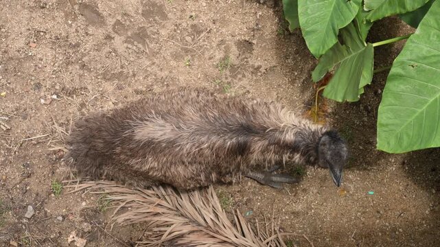 Emu Resting on Ground in Wildlife Park Viewed from Above