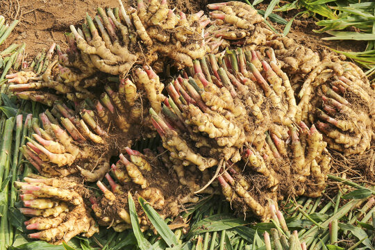 Fresh Ginger Root Harvest from Small Scale Plantation Farming showing Traditional Agricultural Methods