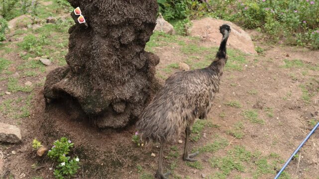 Emu Walking Across Grassy Habitat in Wildlife Park Top View