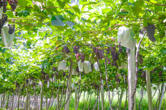 Fresh Purple Grapes in Vineyard with Protective Bags Ready for Sweet Harvest