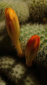 Cactus flower opening time-lapse, isolated on clean background.