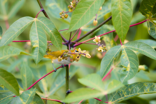 Oriental white-eye feeding on tropical blossoms among lush green foliage near Maskeliya, Sri Lanka, in its natural forest habitat.