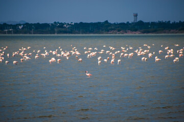 Fototapeta premium Large flock of flamingos gathered in the middle of a lake surrounded by water, with a distant blurred cityscape creating a beautiful natural urban background