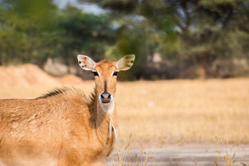 light brown blue bull or nilgai antelope standing alert and looking directly toward the camera in its natural habitat, capturing a striking wildlife portrait. © Tenacity_1987