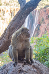 Barbary macaque (Macaca sylvanus) on a rock, in front of a waterfall, at Ouzoud Falls, Morocco  © Angela