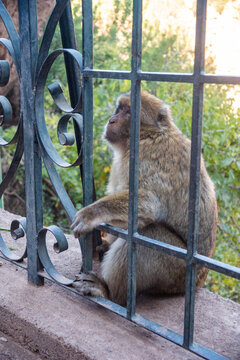 Barbary macaque (Macaca sylvanus) behind a fence at Ouzoud Falls, Morocco
