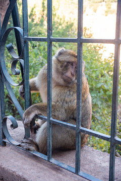 Barbary macaque (Macaca sylvanus) behind a fence at Ouzoud Falls, Morocco
