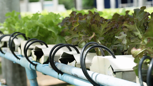 Hydroponic lettuce vegetable green red leaf organic farm agriculture cultivation hydroponic lettuce vegetable green red leaf organic farm agriculture cultivation fresh salad crop growing outdoor