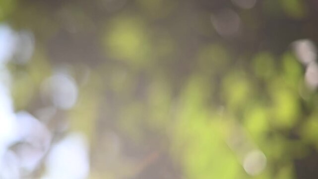 Dreamy Out-of-Focus Green Foliage Sunlight Bokeh Motion Video.