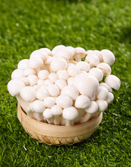 Fresh White Jade Mushrooms from Yunnan in Bamboo Basket on Green Grass © NgoVan