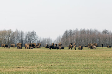 Herd of European bison in their natural habitat in the Białowieża Forest, Poland © Alina