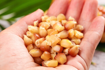 Yunnan Jade Corn Kernels - Sweet Glutinous Variety with Fragrant Aroma in Hands © DoThi