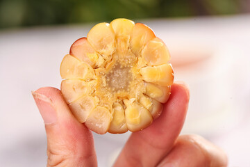 Fresh Corn Kernels in Hands - Golden Yellow Grains with Sticky Glutinous Texture Like Small Jade Treasures from Yunnan © DoThi