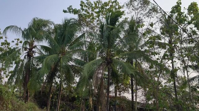 Tall green tropical coconut trees swaying strongly in the afternoon wind
