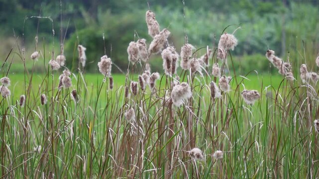 Fluffy cattail seed heads swaying in wetland