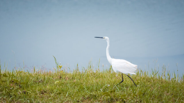 Little egret walking along a grassy lakeshore in shallow water at Udawalawe National Park, Sri Lanka.