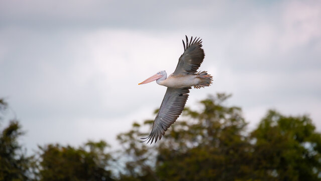 Spot-billed pelican gliding over lush green forest with wings fully extended in Sri Lanka.