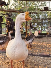 ​White Chinese goose portrait with orange knob looking at camera close up view in farm background © Hazman