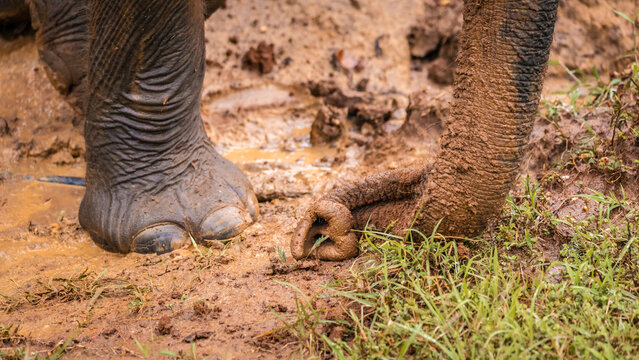 Asian Elephant Foot and Trunk in Mud
