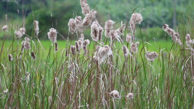 Brown flower heads bursting into fluffy white cotton