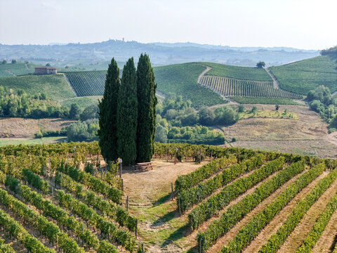 Aerial view of Tenuta La Court in the Langhe wine-growing landscapes, featuring rows of lush green vineyards and tall cypress trees on a rolling hillside in Castelnuovo Calcea, Piedmont, Italy.