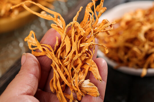 Dried Cordyceps Mushrooms in Hand - Changbai Mountains Medicinal Treasure